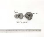 Click for 1 image(s) for this accession. FRUIT
